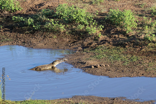 Nilkrokodil / Nile crocodile / Crocodylus niloticus.. photo