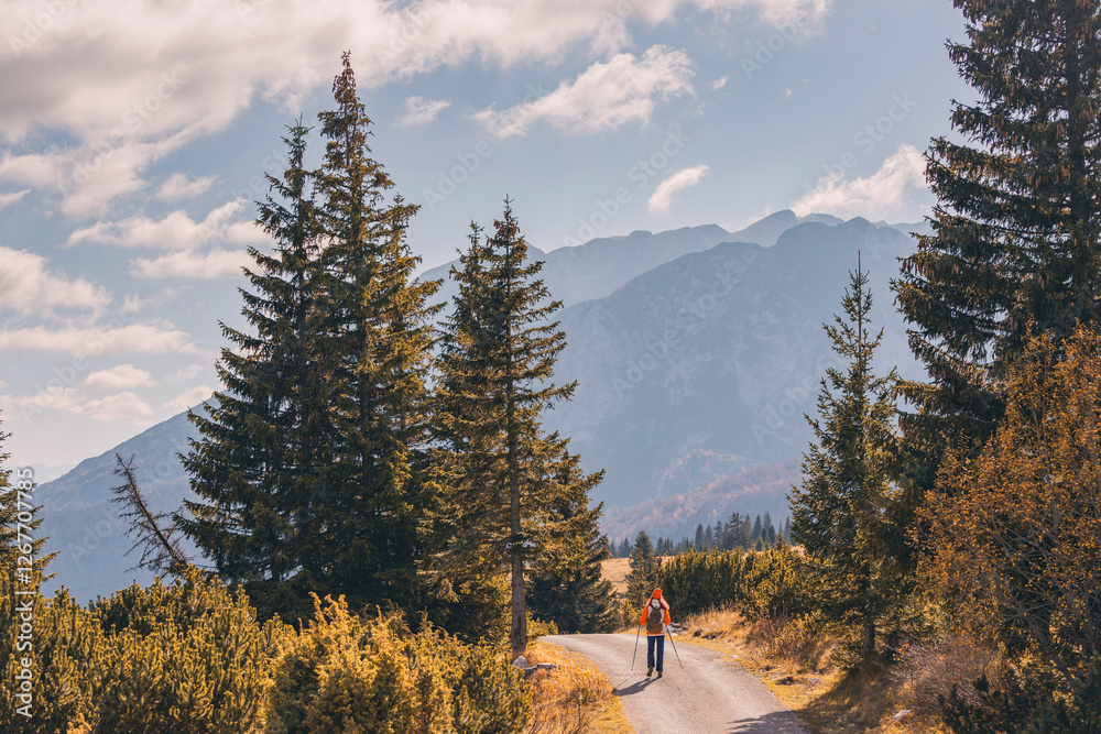 Lone hiker walking on a mountain road surrounded by pine trees and enjoying the wilderness