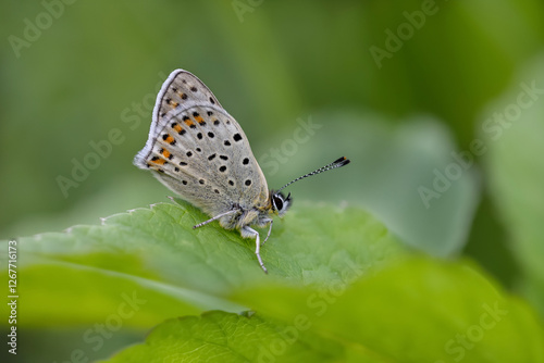 Sooty copper, Lycaena tityrus.  A gray butterfly with dots on a green leaf.