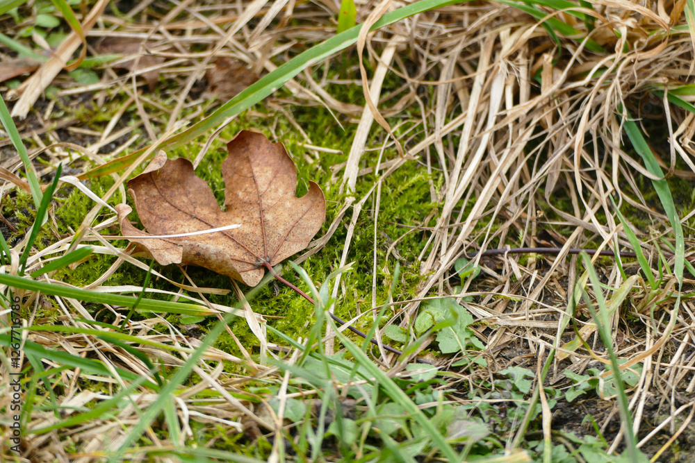 Fallen Autumn Leaf Resting on Mossy Ground Fallen Autumn Leaf Resting on Mossy Ground