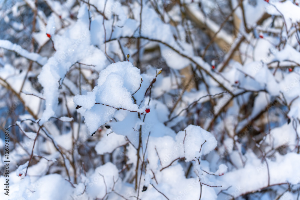 The branch is covered with snow and red berries. Snow covers the branch, and the berries are still visible. The branch is covered with snow and red berries. Snow covers the branch, and the berries are still visible.