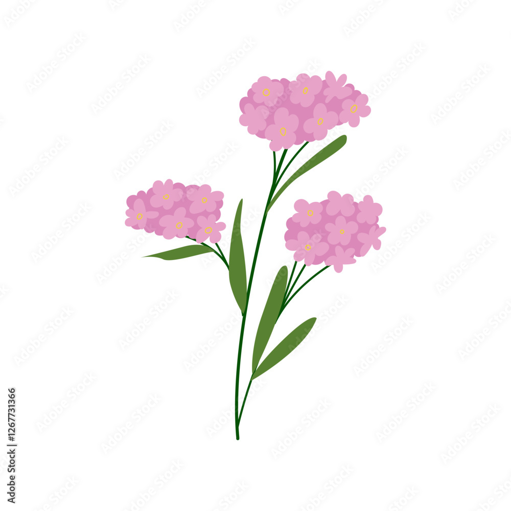 Pink forget me not flower brunch. Vector flat botanical spring illustration on isolated background Pink forget me not flower brunch. Vector flat botanical spring illustration on isolated background