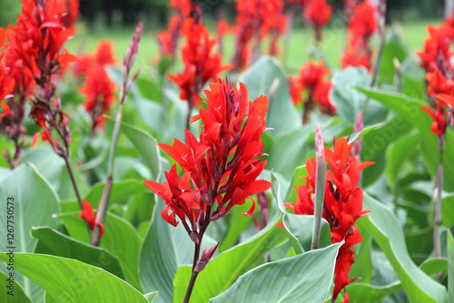 Red cannas are blooming on the flowerbed photo