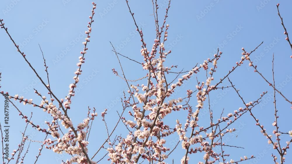 blossom trees spring garden. pink flower tree bee sky. Flying breeze shower channel early lush beautiful yellow sunrise japanese. meditative summer bulb green season tree scenic falling pink nature. blossom trees spring garden. pink flower tree bee sky. Flying breeze shower channel early lush beautiful yellow sunrise japanese. meditative summer bulb green season tree scenic falling pink nature.