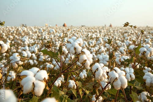 Vast cotton field landscape with rows of fluffy white bolls ready for harvest, under a soft sky, showing the scale and beauty of agriculture and the natural environment.