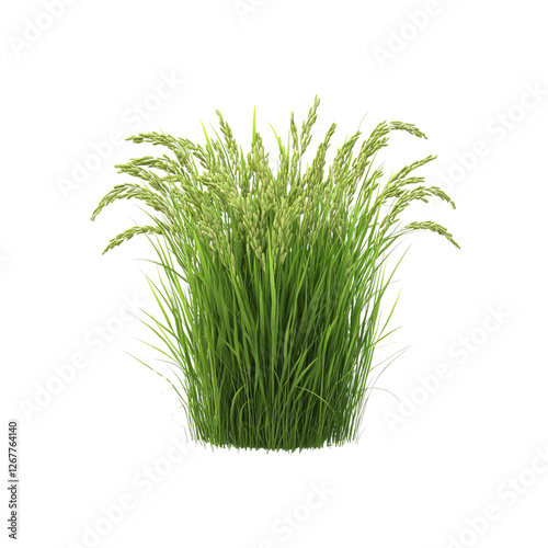 Lush Green Rice Plants Isolated on White Background