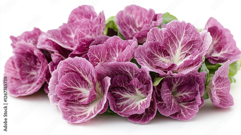Obraz premium Fresh radicchio with deep purple leaves and white veins on a white background