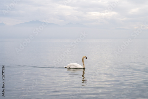 swan on lake Geneva