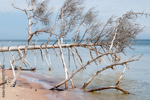 Fototapeta Naklejka Na Ścianę i Meble -  Fallen tree in Kolka beach in Latvia, unique beach to visit in the Baltic states