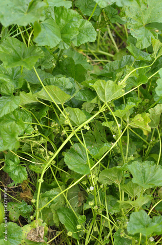 Mallow, Malva pusilla, Malva rotundifolia grows in nature in summer photo