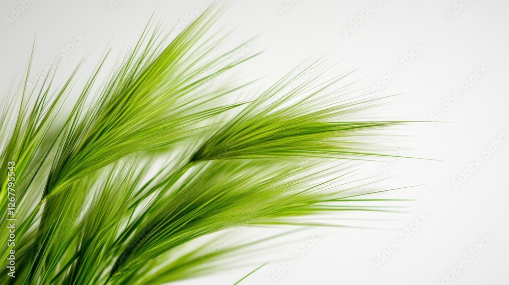 Obraz premium Green Foxtail Grass on White Background