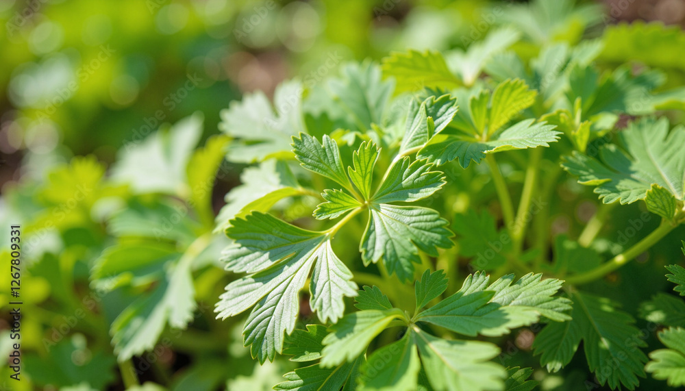 Vibrant cilantro plant thriving in community garden, green freshness Vibrant cilantro plant thriving in community garden, green freshness