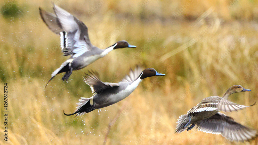 Obraz premium Northern pintailed ducks on pond and flying in golden evening hour. 