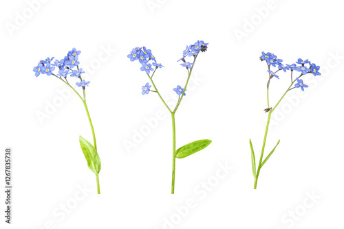A close-up of a sprigs of forget me nots on white. Wild flowers set isolated on a white background. Clipping path. No AI tools