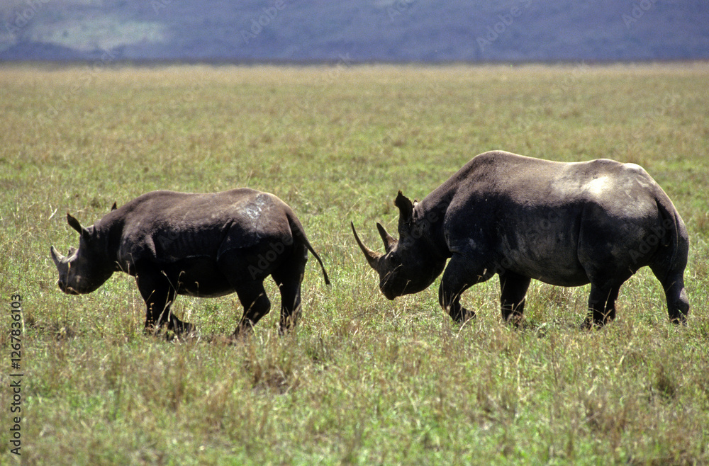 Rhinocéros noir, diceros bicornis, Femelle, jeune, Parc national du N.Gorongoro crater, Tanzanie Rhinocéros noir, diceros bicornis, Femelle, jeune, Parc national du N.Gorongoro crater, Tanzanie