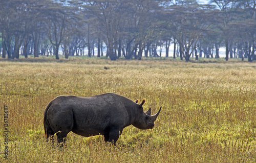 Rhinocéros noir, diceros bicornis, Parc national du N.Gorongoro crater, Tanzanie photo