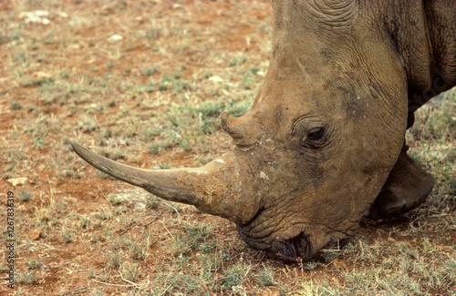 Rhinocéros blanc du Nord, Ceratotherium simum cottoni, Parc national de Meru, Kenya photo