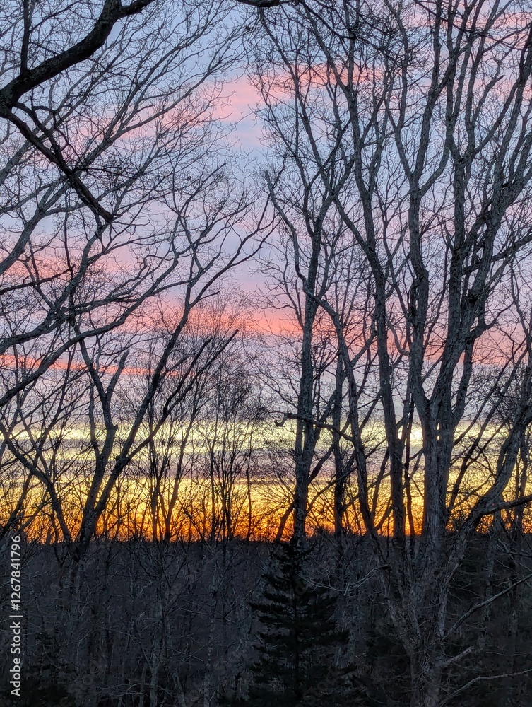 trees and sunrise in colorful sky trees and sunrise in colorful sky