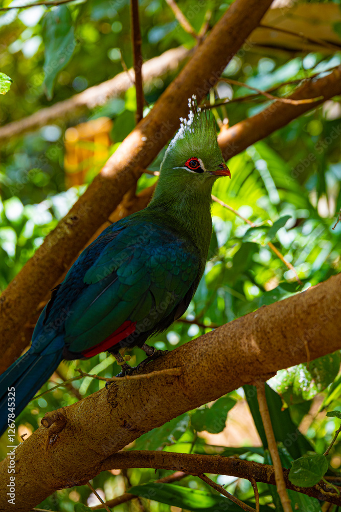 Obraz premium Close-up view on touraco bird 