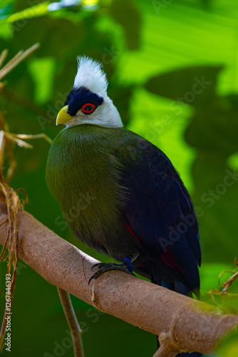 Close-up view on touraco bird 