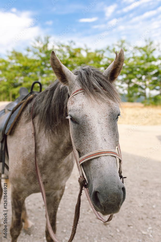 Gray horse with a saddle resting under a bright blue sky in an outdoor setting Gray horse with a saddle resting under a bright blue sky in an outdoor setting