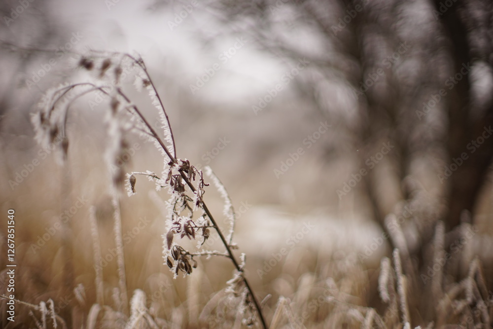 dry plant covered with snow in frosty garden dry plant covered with snow in frosty garden