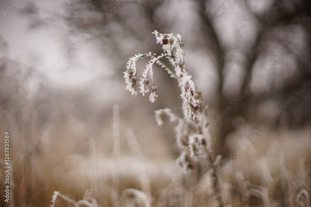 Fototapeta premium dry plant covered with snow in frosty meadow