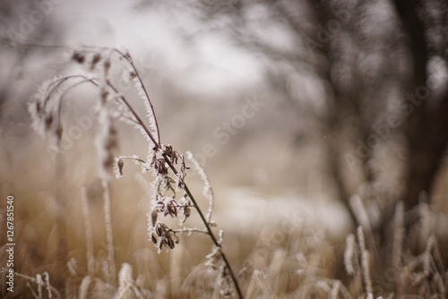 dry plant covered with snow in frosty garden