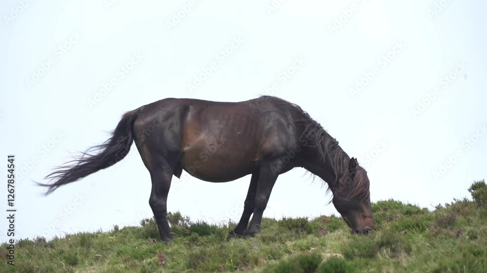 A black stallion grazes facing the mountain wind in slow motion - 198
A black stallion grazes facing the mountain wind in slow motion - 198