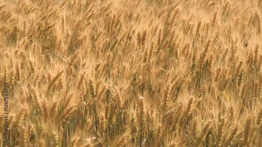 ears wheat field sky summer farm. griculture. farming. Rural scenery wheat field. yellow ears field sunny day. harvesting agribusiness concept wheat business.rye field with golden ears wheat cloudy ears wheat field sky summer farm. griculture. farming. Rural scenery wheat field. yellow ears field sunny day. harvesting agribusiness concept wheat business.rye field with golden ears wheat cloudy