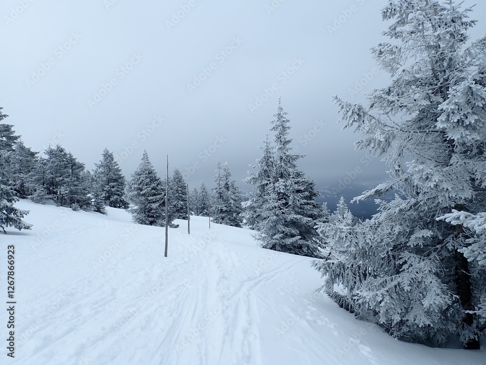 Obraz premium krkonose mountains in winter with snow