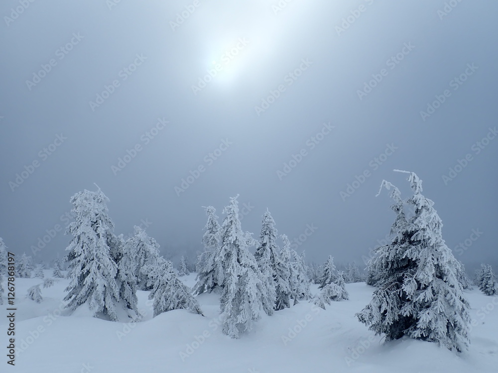 Obraz premium krkonose mountains in winter with snow