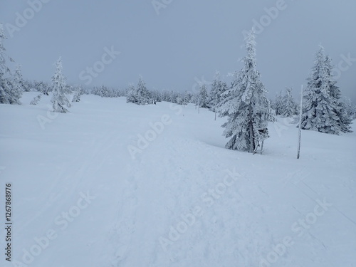 Wallpaper Mural krkonose mountains in winter with snow Torontodigital.ca