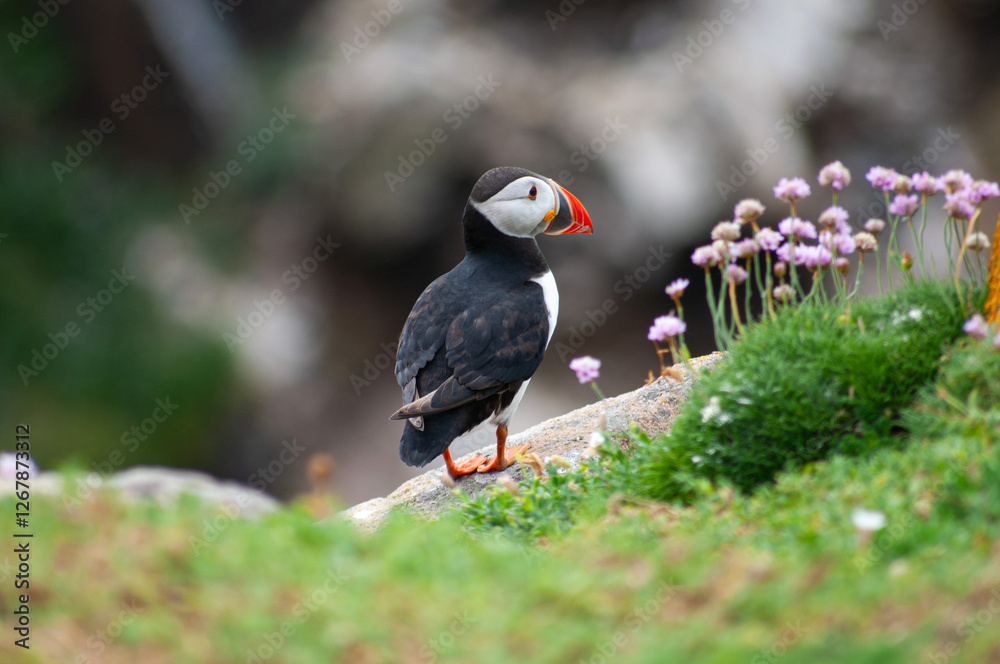 Fototapeta premium atlantic puffin bird
