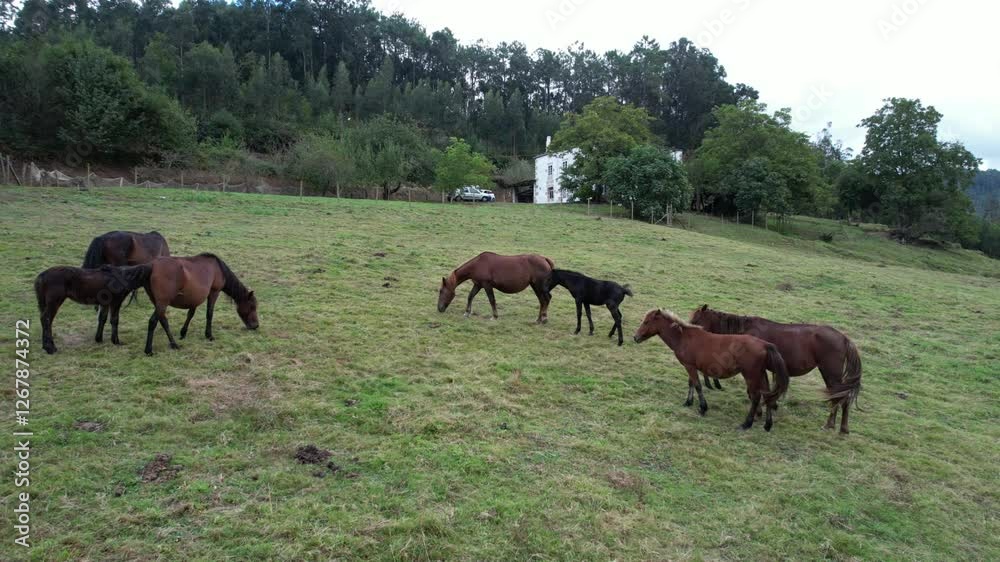 Group of Galician wild horses protected in a fence aside the livestockman house seen from a drone - 264
Group of Galician wild horses protected in a fence aside the livestockman house seen from a drone - 264