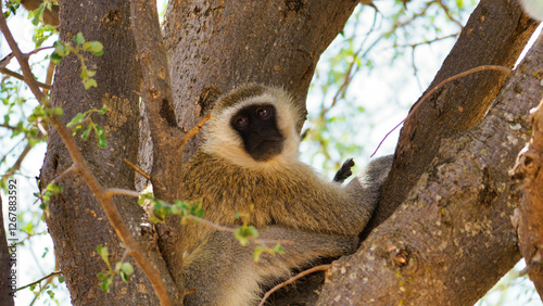 Canvas Print A monkey is peacefully relaxing on a tree branch while surrounded by its natural
