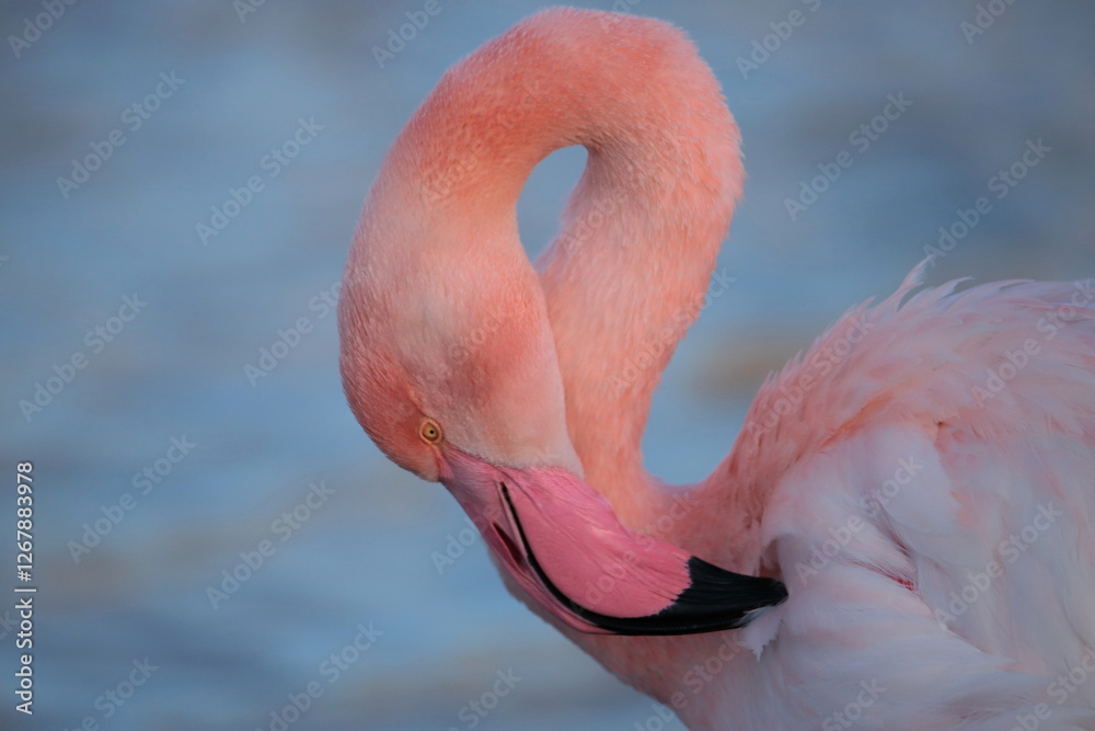 Naklejka premium Flamant rose