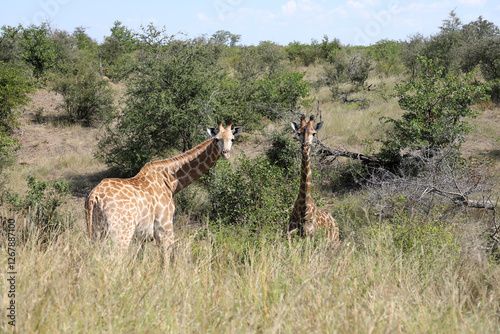 Photography Giraffe / Giraffe / Giraffa camelopardalis