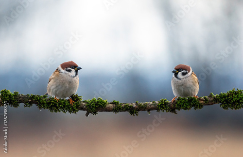 two funny birds sparrows sitting on a branch covered with moss in the garden