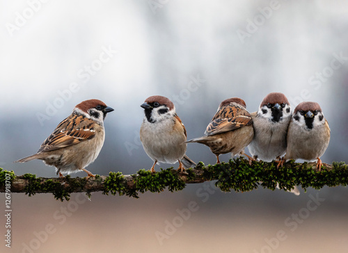 plump funny birds sparrows sitting in groups on a branch covered with moss in...