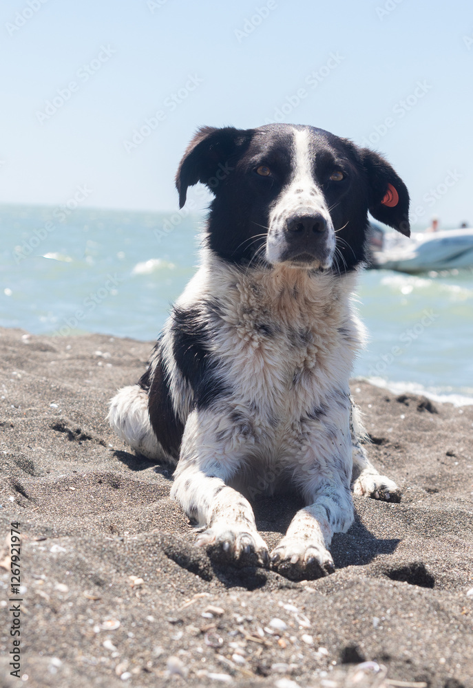 A spotted stray dog poses for a photo shoot on a Black Sea beach, looking at the camera A spotted stray dog poses for a photo shoot on a Black Sea beach, looking at the camera