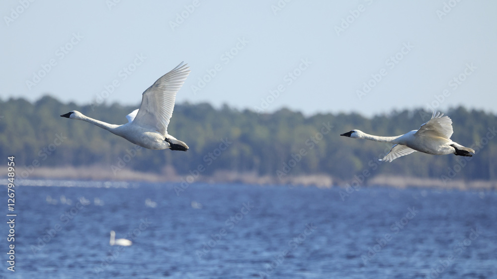 Canadian snow geese on migration, flying together in formation. Canadian snow geese on migration, flying together in formation.