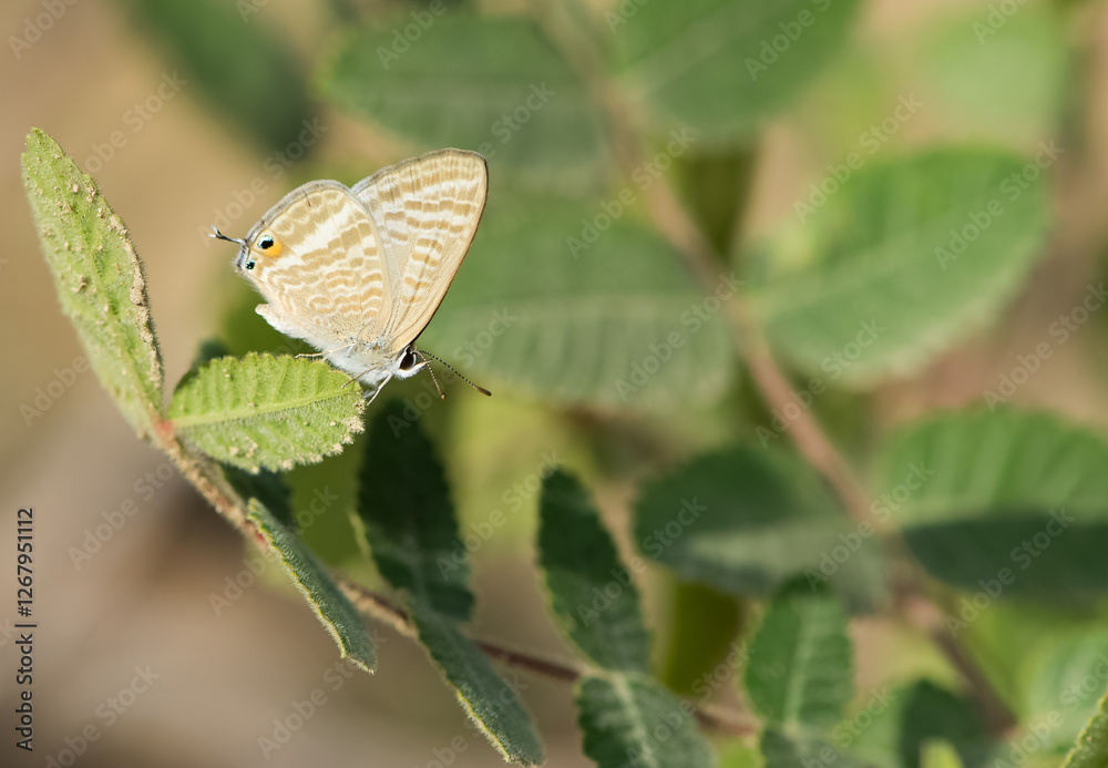 Obraz premium wild animals and insects. photos of butterflies in natural areas.