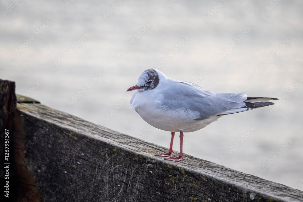 Close up of a Common Gull perched on a wooden groyne at Hamworthy, Dorset, UK on 15 February 2025 Close up of a Common Gull perched on a wooden groyne at Hamworthy, Dorset, UK on 15 February 2025