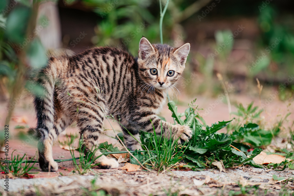 Kitten Kitten