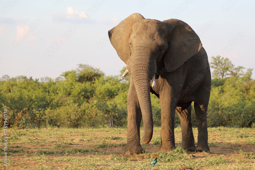 Obraz premium Afrikanischer Elefant / African elephant / Loxodonta africana