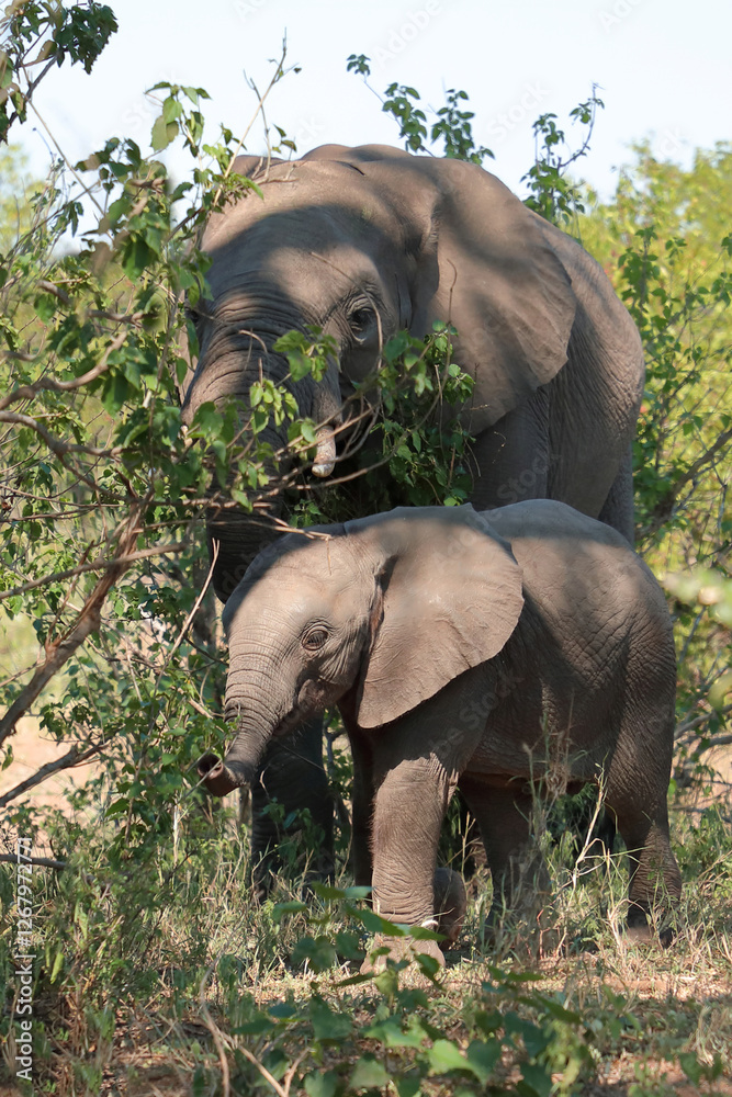 Fototapeta premium Afrikanischer Elefant / African elephant / Loxodonta africana