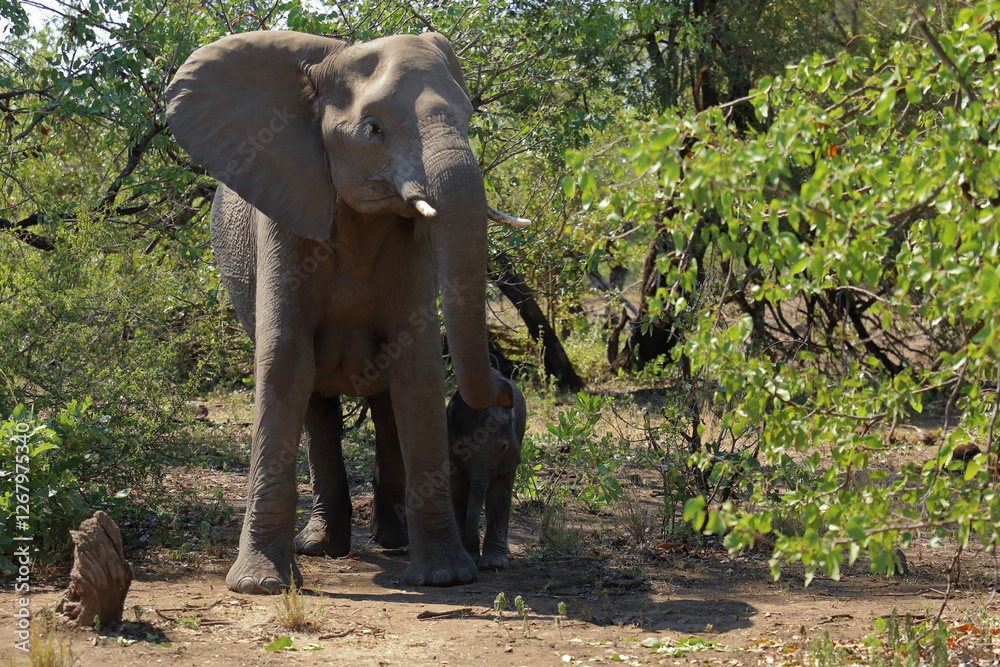 Fototapeta premium Afrikanischer Elefant / African elephant / Loxodonta africana
