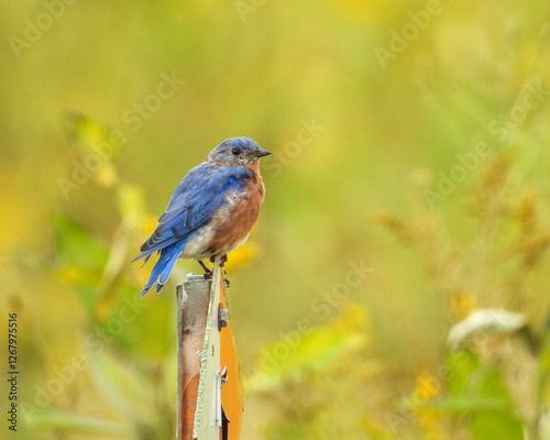 Fotografi Eastern Bluebird - Sialia sialis - North American Migratoy Songbird