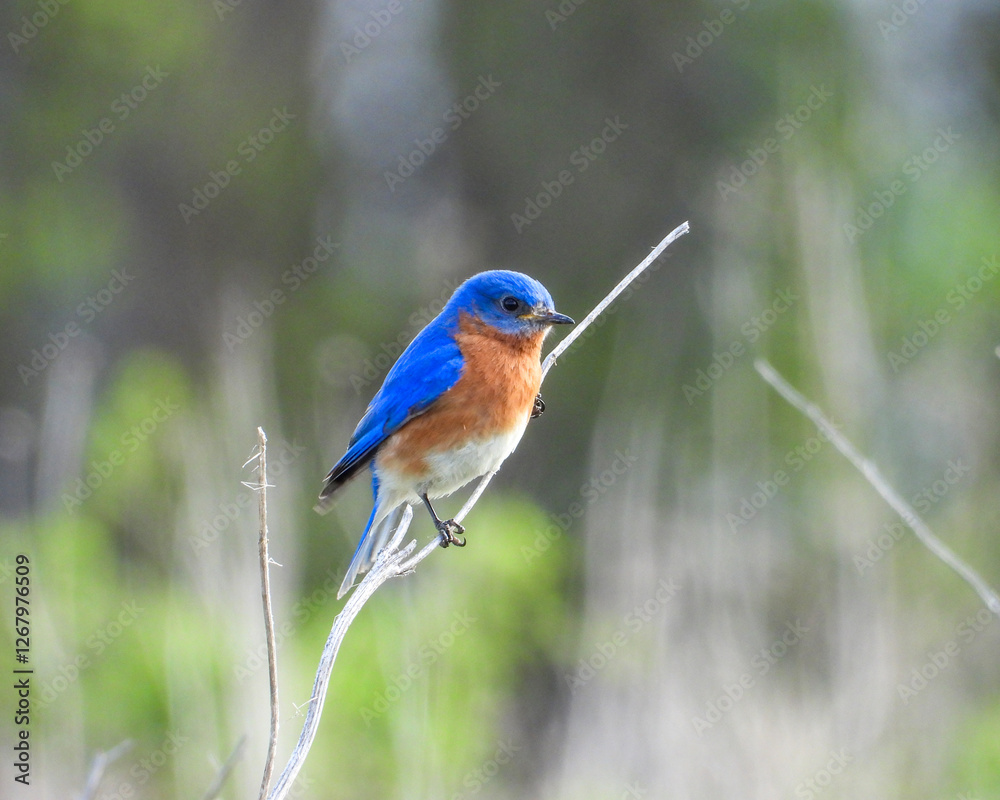 Obraz premium Eastern Bluebird - Sialia sialis - North American Migratoy Songbird 